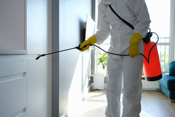 Best Commercial Mold Inspection  in Little Walnut Village, NM