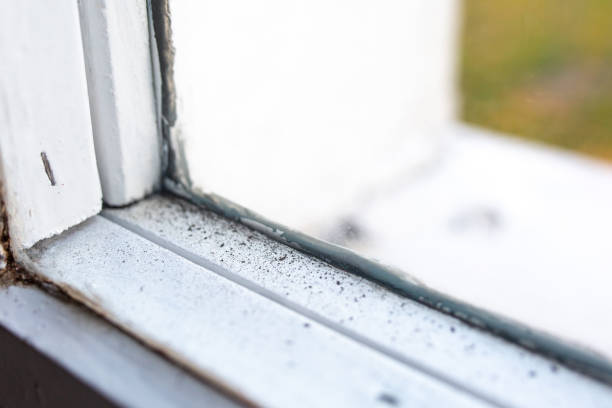 Little Walnut Village, NM Mold Removal Company