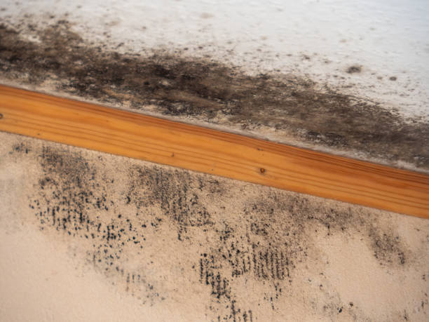 Best Comprehensive Air Testing for Mold Contaminants  in Little Walnut Village, NM