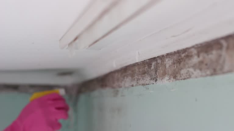 Mold Remediation for Vacation Homes in Little Walnut Village, NM